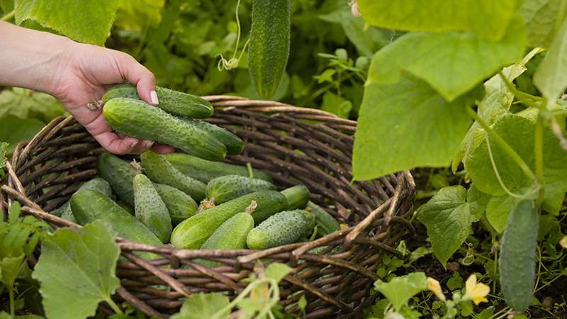 Cucumbers