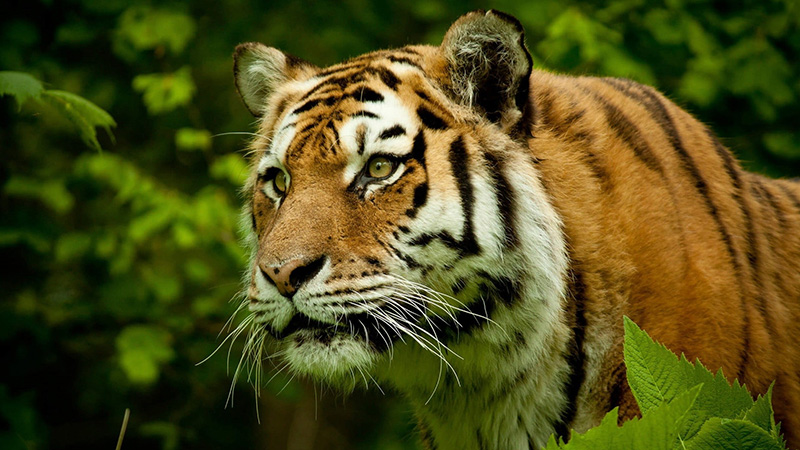Tiger